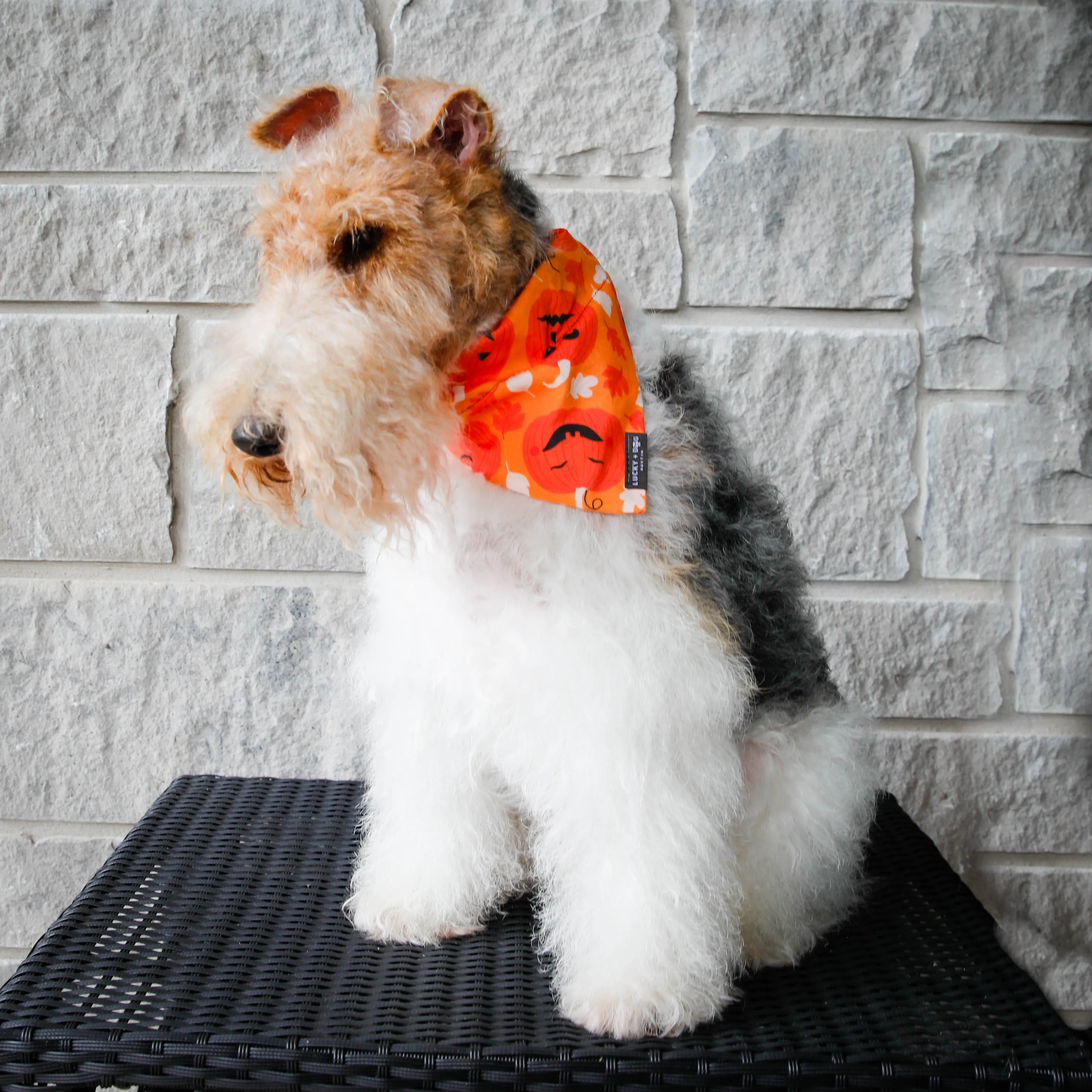 Activewear - Pumpkin Pup